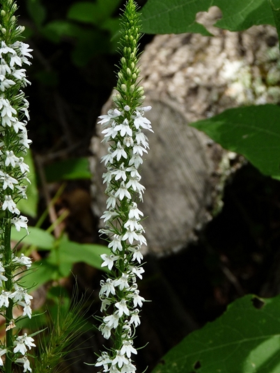 {Lobelia spicata}